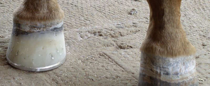 Hoof repair with Vettec Super Fast
