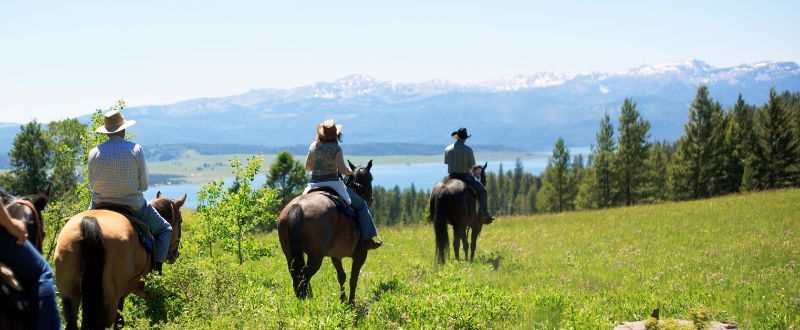 When in doubt, stretch it out: How to avoid joint pain in horses